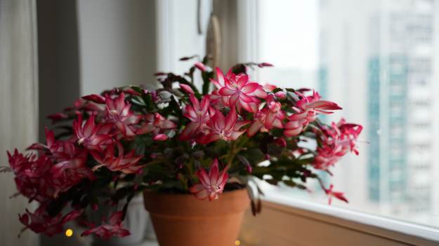 Podlej grudnika tą mieszanką. Obsypie się..